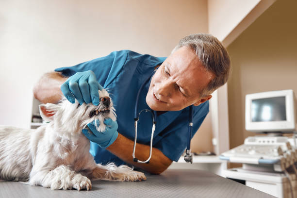 Best Dentist for Tooth Abscess  in Morton, MS
